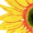 Skees Family Foundation logo