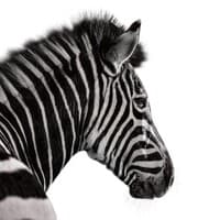 Investec Bank logo