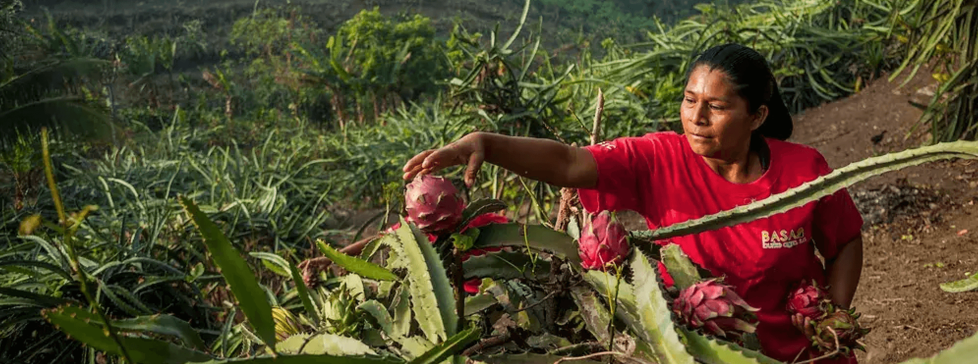 woman picking fruit